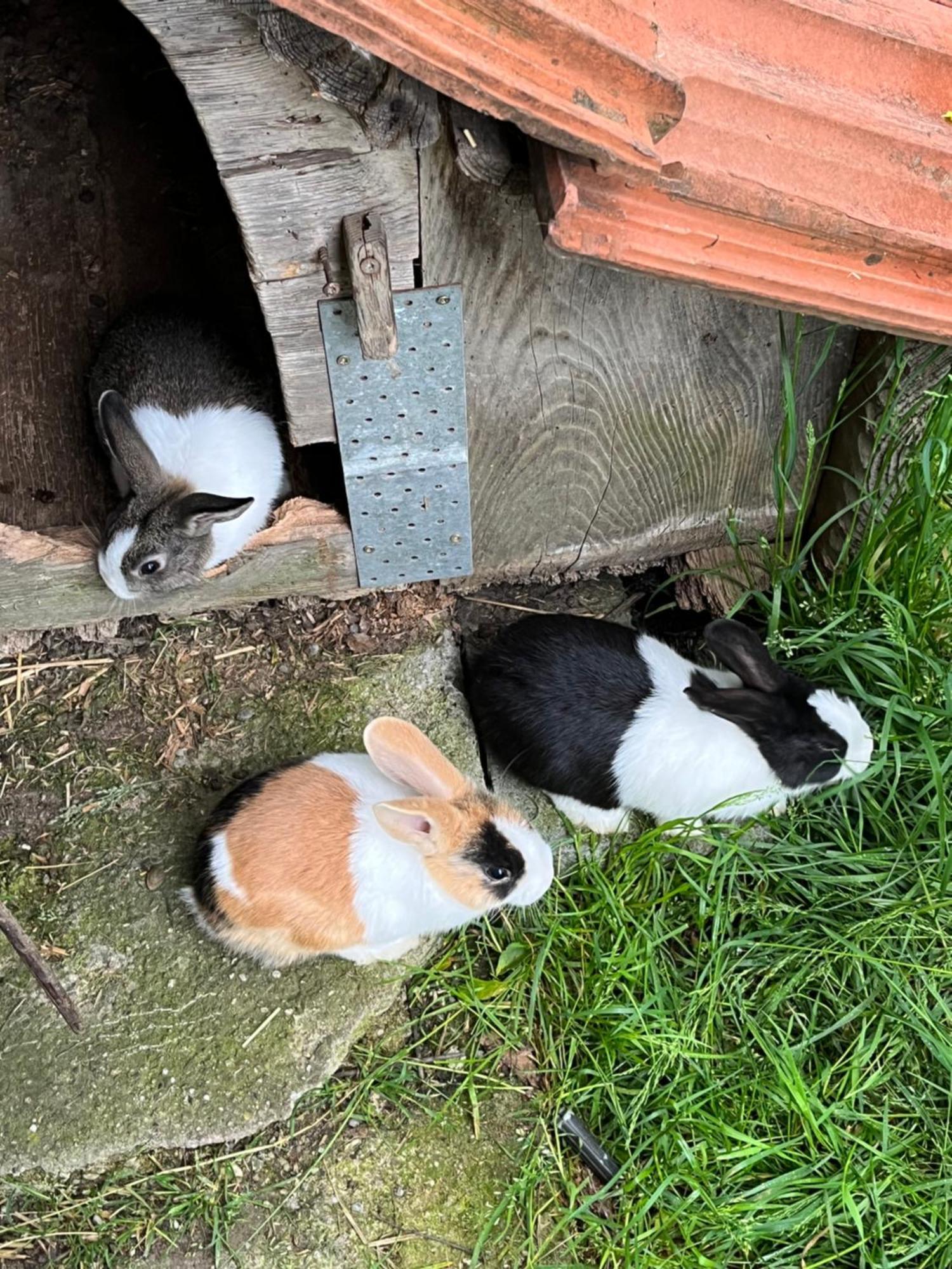 Ferienwohnung Auf Bauernhof Mit Hotpot Und Sauna Sumiswald Bagian luar foto