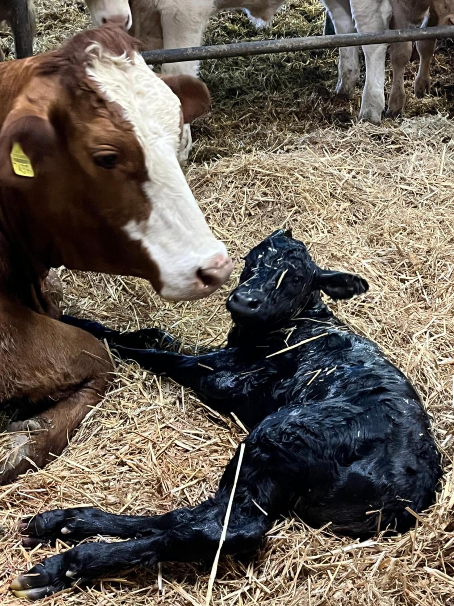 Ferienwohnung Auf Bauernhof Mit Hotpot Und Sauna Sumiswald Bagian luar foto
